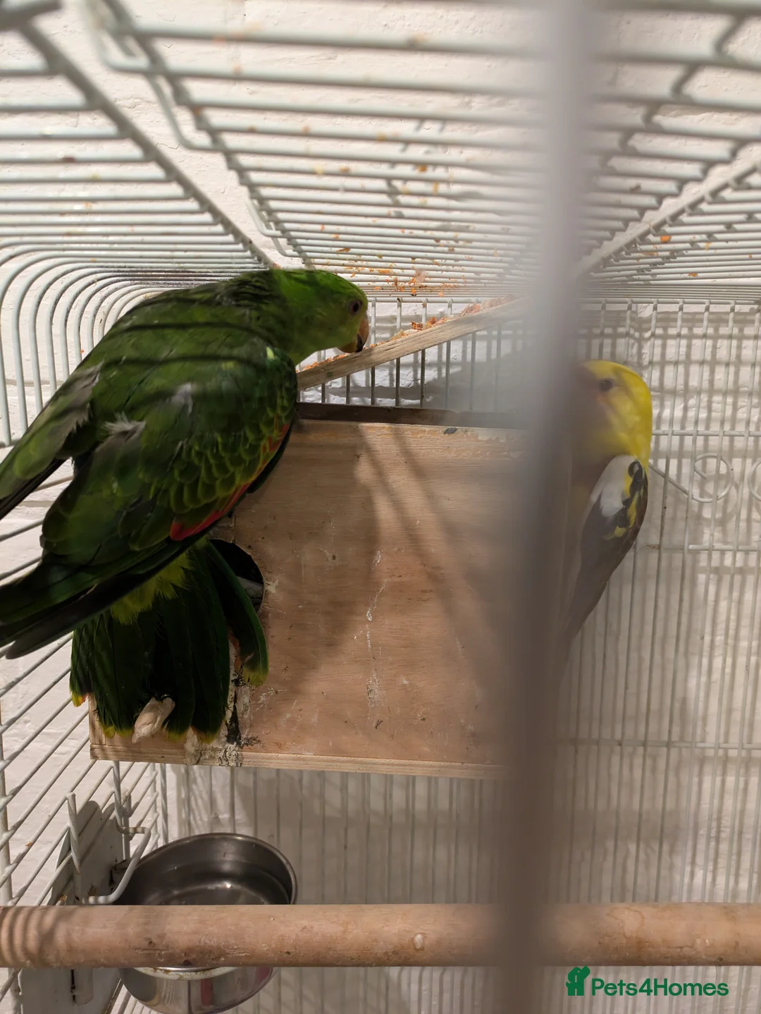 Parakeets birds for sale: Crimson winged parakeet red winged parrot - Advert 1