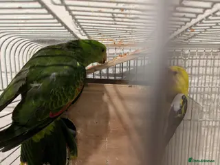 Parakeets birds Crimson winged parakeet red winged parrot - Advert 10