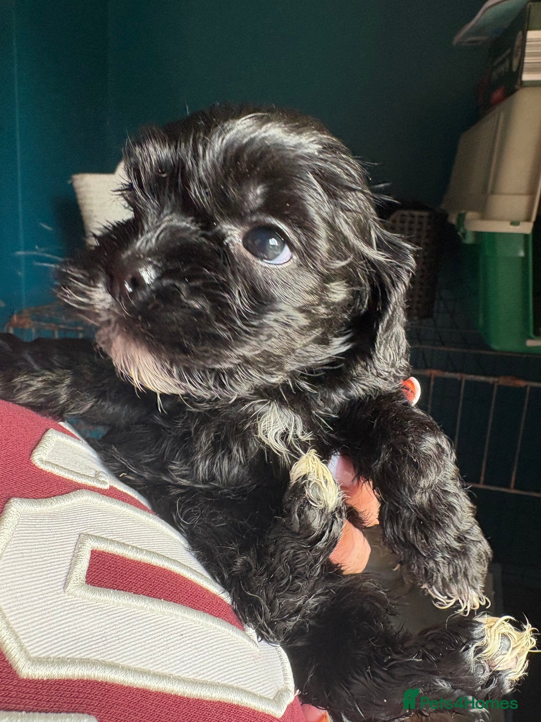 Cockapoo dogs for sale: Beautiful cockapoos - Advert 13