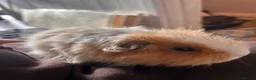 Guinea Pig rodents for sale: Female guinea pigs  - Advert 1