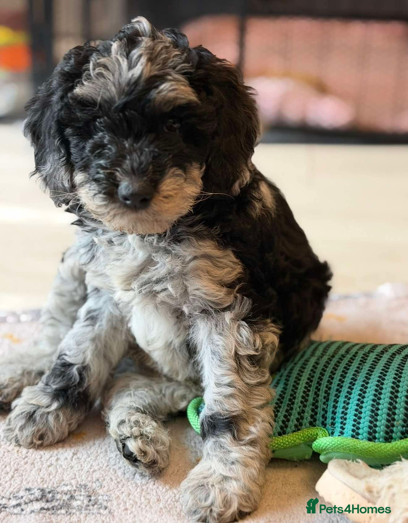 Cockapoo dogs Beautiful F1B blue merle miniature poodle  - Advert 3