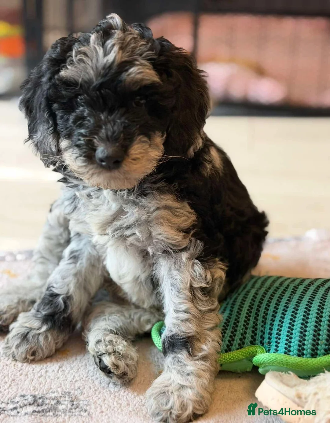 Cockapoo dogs for sale: Beautiful F1B blue merle miniature poodle  - Advert 1