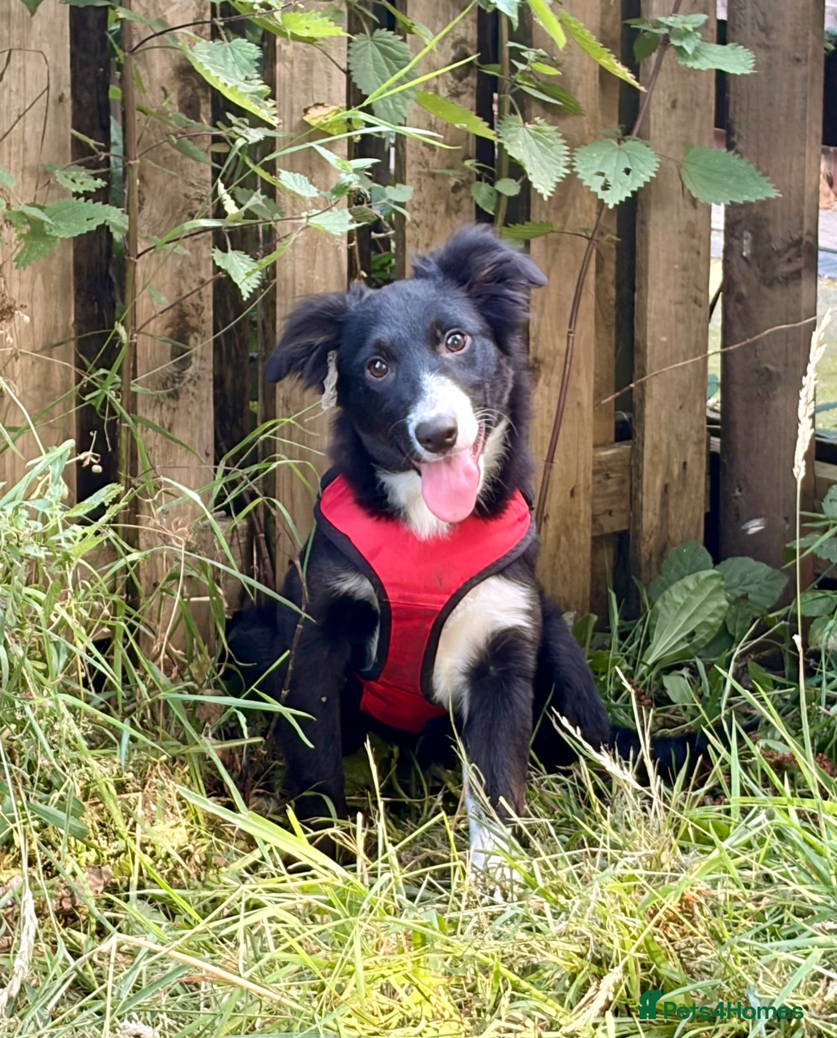 Border Collie dogs Stubleywood Border Collies - Advert 1