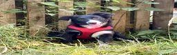 Border Collie dogs for sale: Stubleywood Border Collies - Advert 1