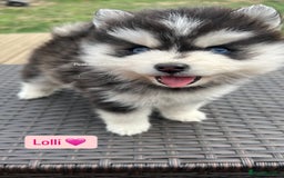 Pomsky dogs for sale: Pomsky puppies - Image 28