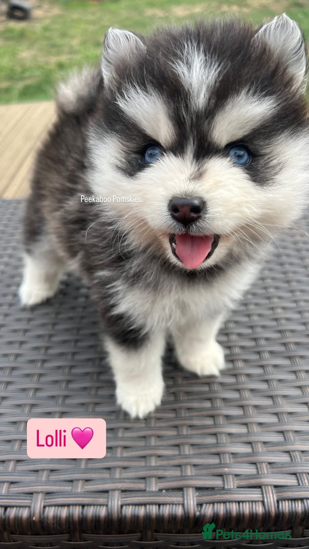 Pomsky dogs for sale: Pomsky puppies - Image 28