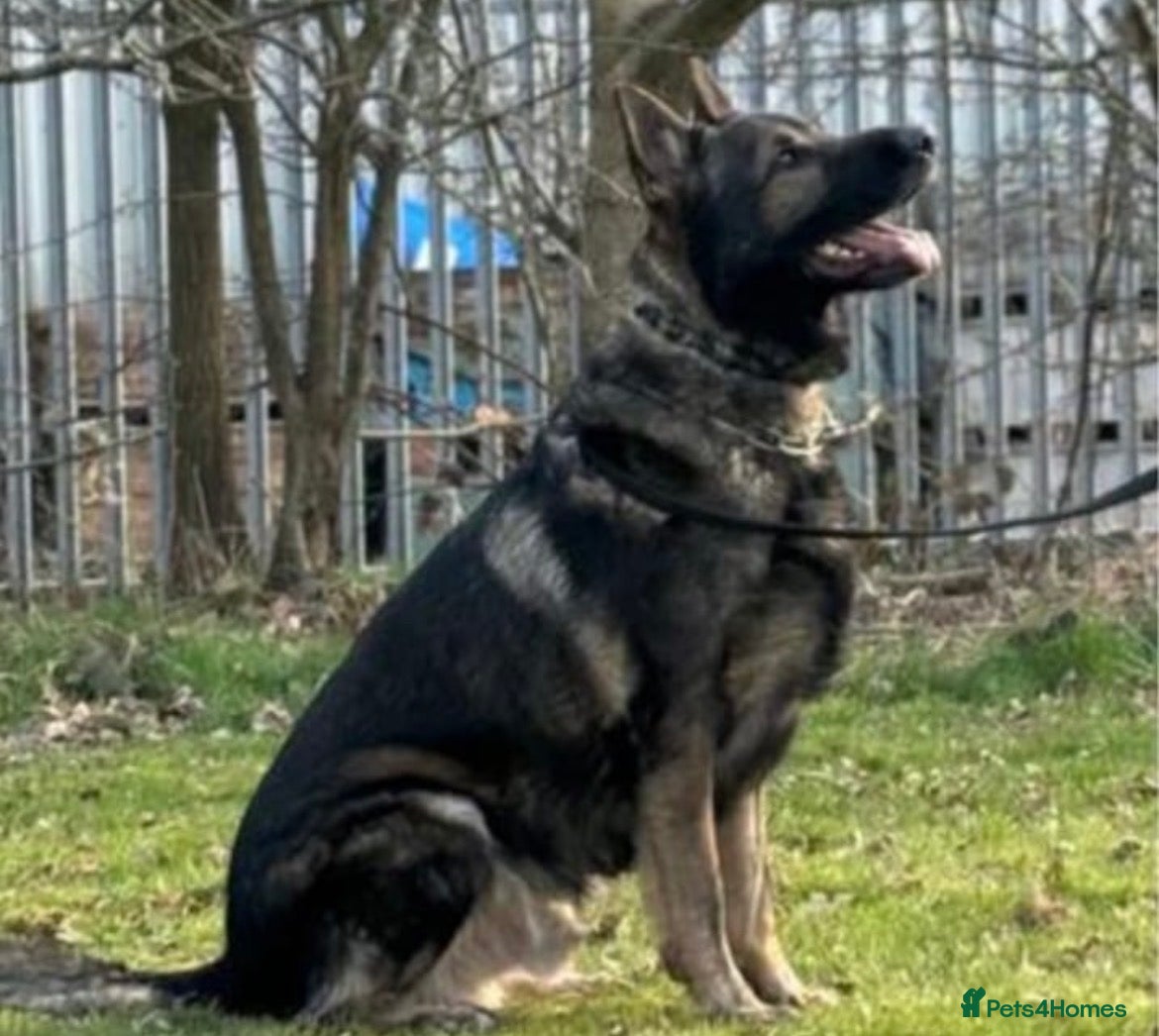 German Shepherd dogs czech shepherd stud for pick of litter  - Advert 9