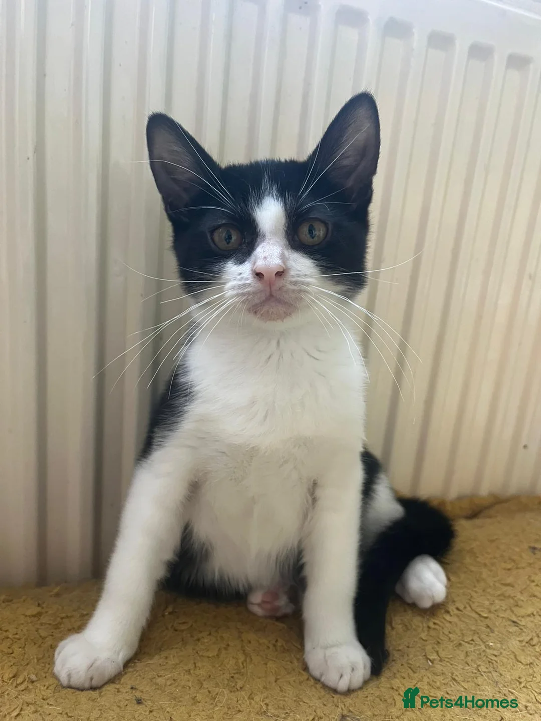 Mixed Breed cats for sale: Kittens  in Rotherham - Advert 2