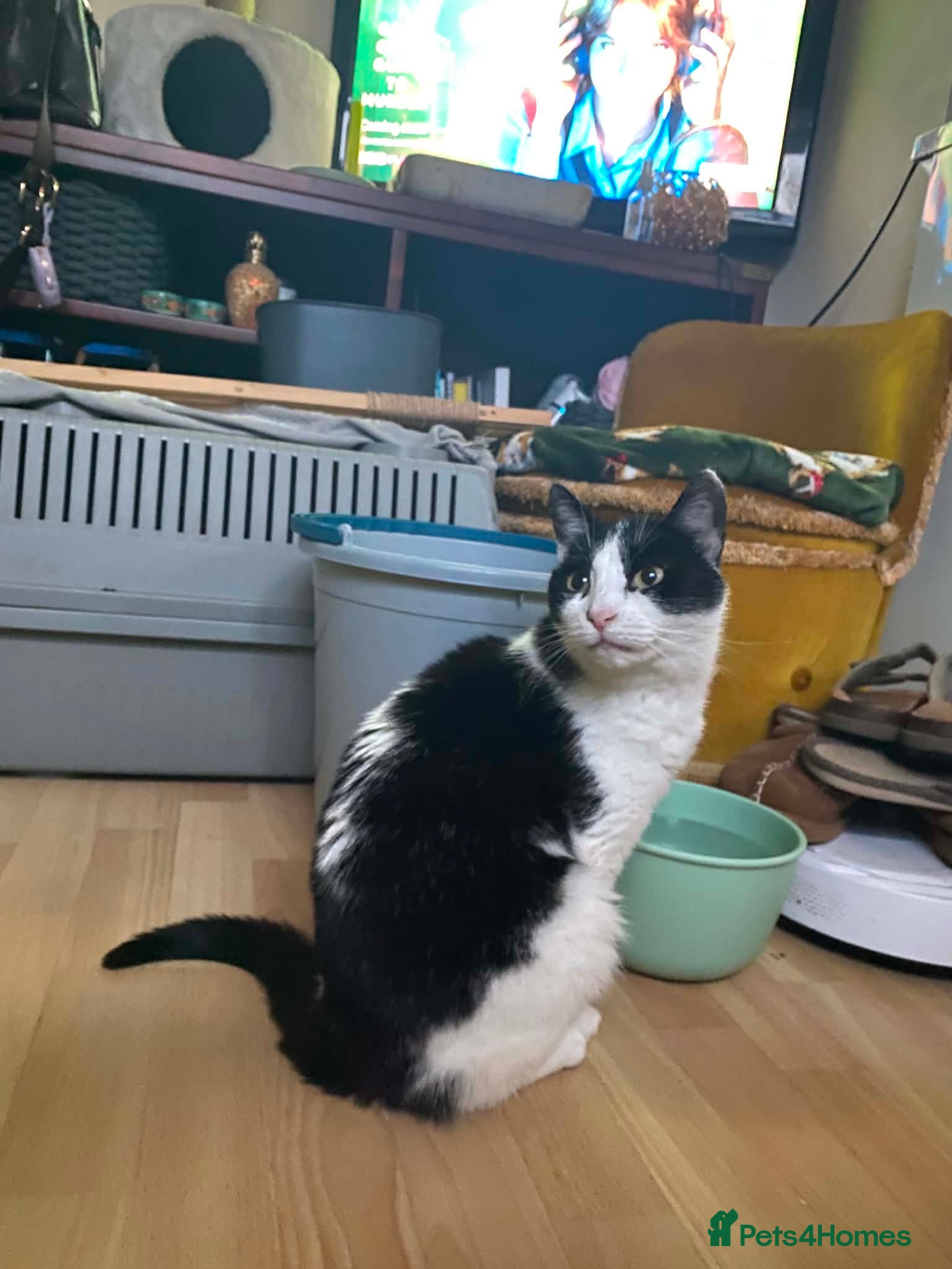 Mixed Breed cats for adoption: Nora -Guildford surrey  in Guildford - Advert 5
