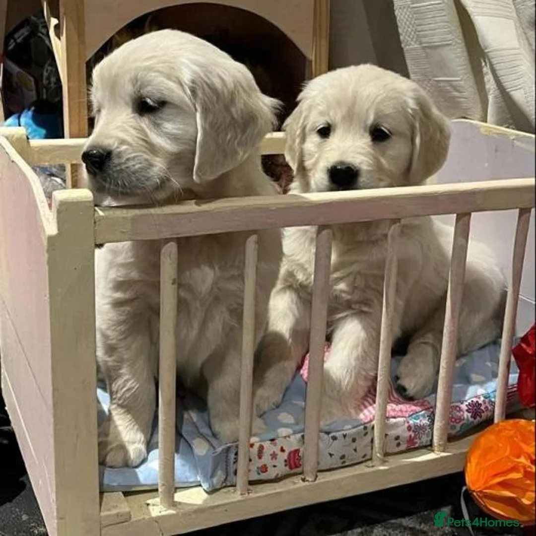 Golden Retriever dogs for sale: CHUNKY GOLDEN RETRIEVER PUPPIES £1495 - Advert 2