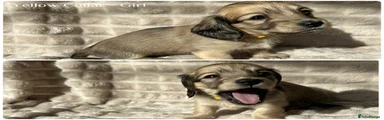Yellow Collar