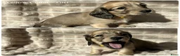 Miniature Dachshund dogs for sale: 2 Beautiful Cream Boys left 🤍  - Advert 11