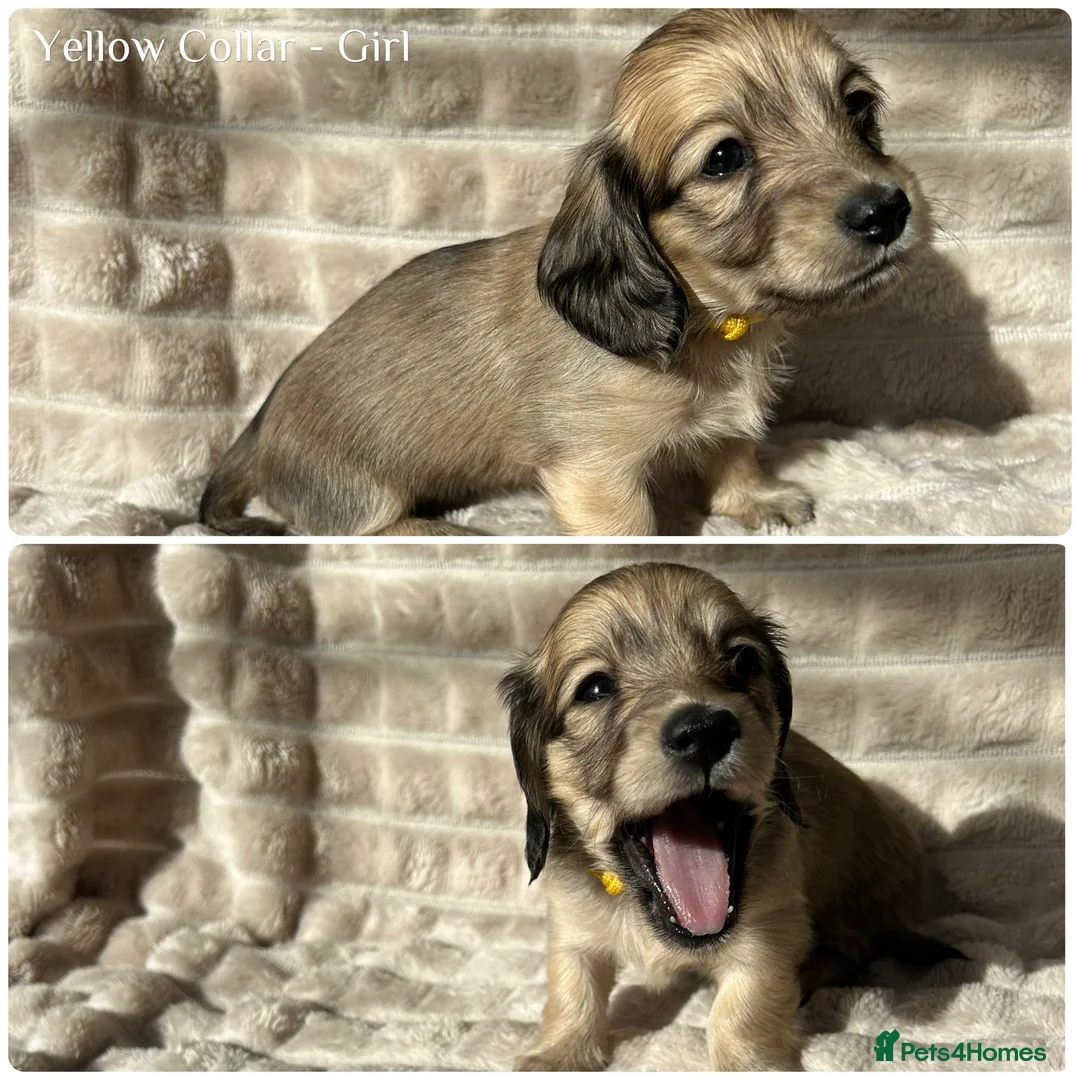 Miniature Dachshund dogs for sale: 2 Beautiful Cream Boys left 🤍  - Advert 11