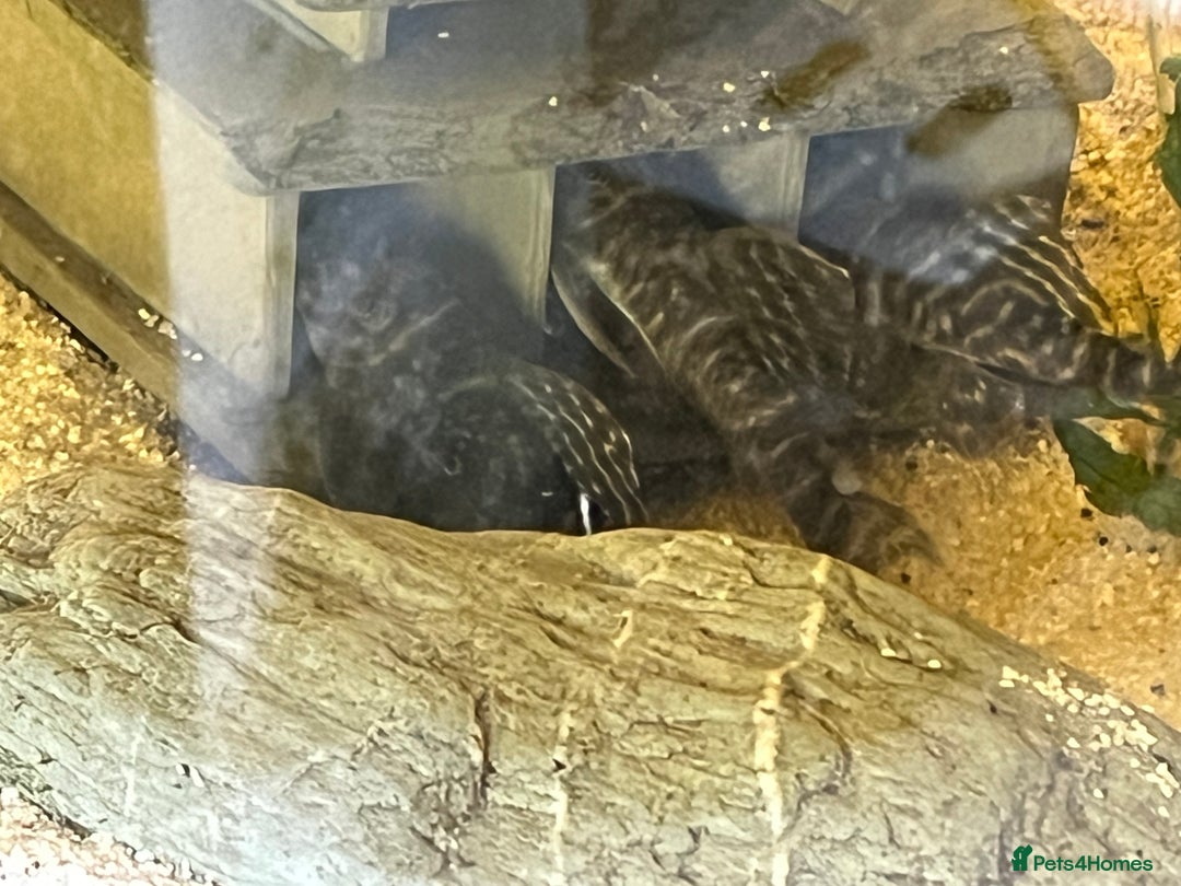Plecos fish for sale: L333 Gurupa Rare! 9 adults.  - Image 4