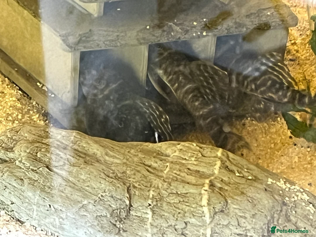 Plecos fish for sale: L333 Gurupa Rare! 9 adults. Pairs also available.  - Advert 3