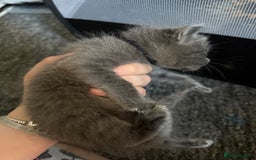 Mixed Breed cats for sale: mixed breed kittens for sale - Image 4
