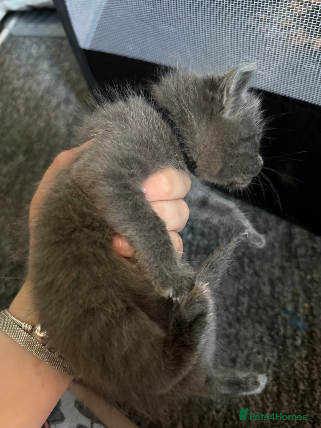 Mixed Breed cats for sale: mixed breed kittens for sale - Image 4