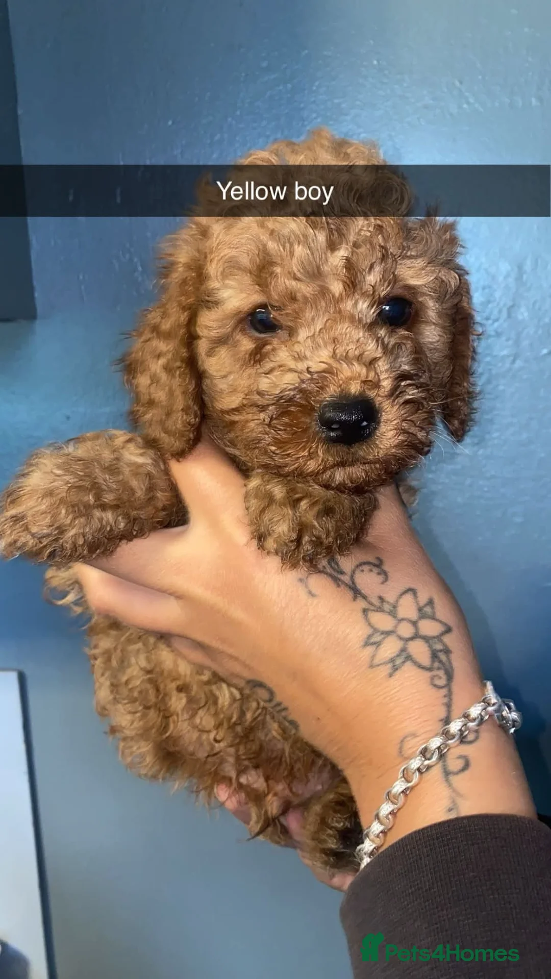 Cockapoo dogs for sale: Beautiful toy cockapoos  - Advert 10