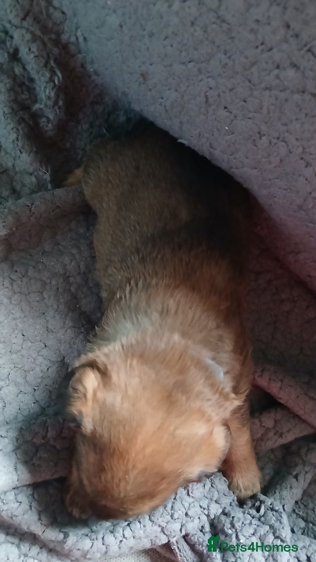 Mixed Breed dogs for sale: Patterpoo puppies - Advert 3