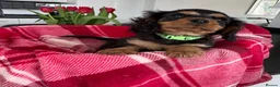 Cavalier King Charles Spaniel dogs for sale: Cavalier king charles - Advert 3