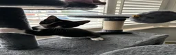 British Shorthair cats for sale: The Tuxedo Esquire, Sisters - Advert 14