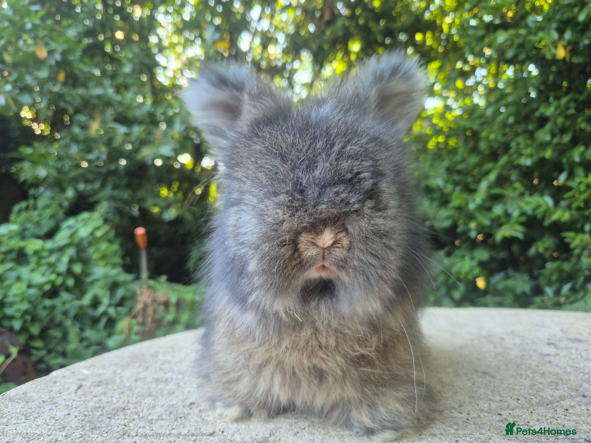 Angora rabbits 🌟STUNNING ANGORA BABIES- maxi full face 🌟 - Advert 1