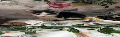 Mixed Breed Kitten 7