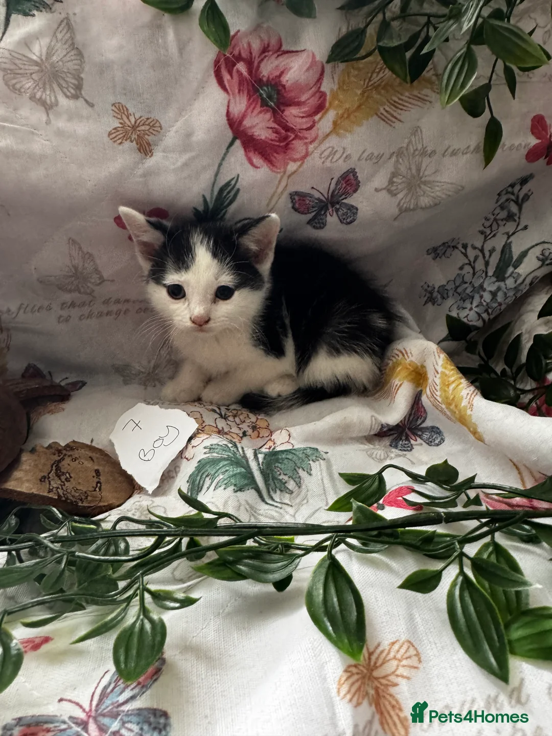 Mixed Breed cats for sale: 8 cute mixed breed kittens  - Advert 9
