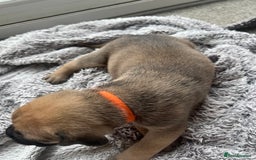 Cane Corso dogs for sale: Cane corsos puppies  - Advert 18