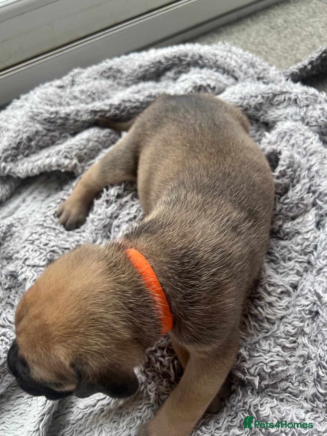 Cane Corso dogs for sale: Cane corsos puppies  - Advert 18