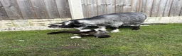 Goats livestock for sale: Baby Boy Pygmy Goat Castrated  - Advert 9