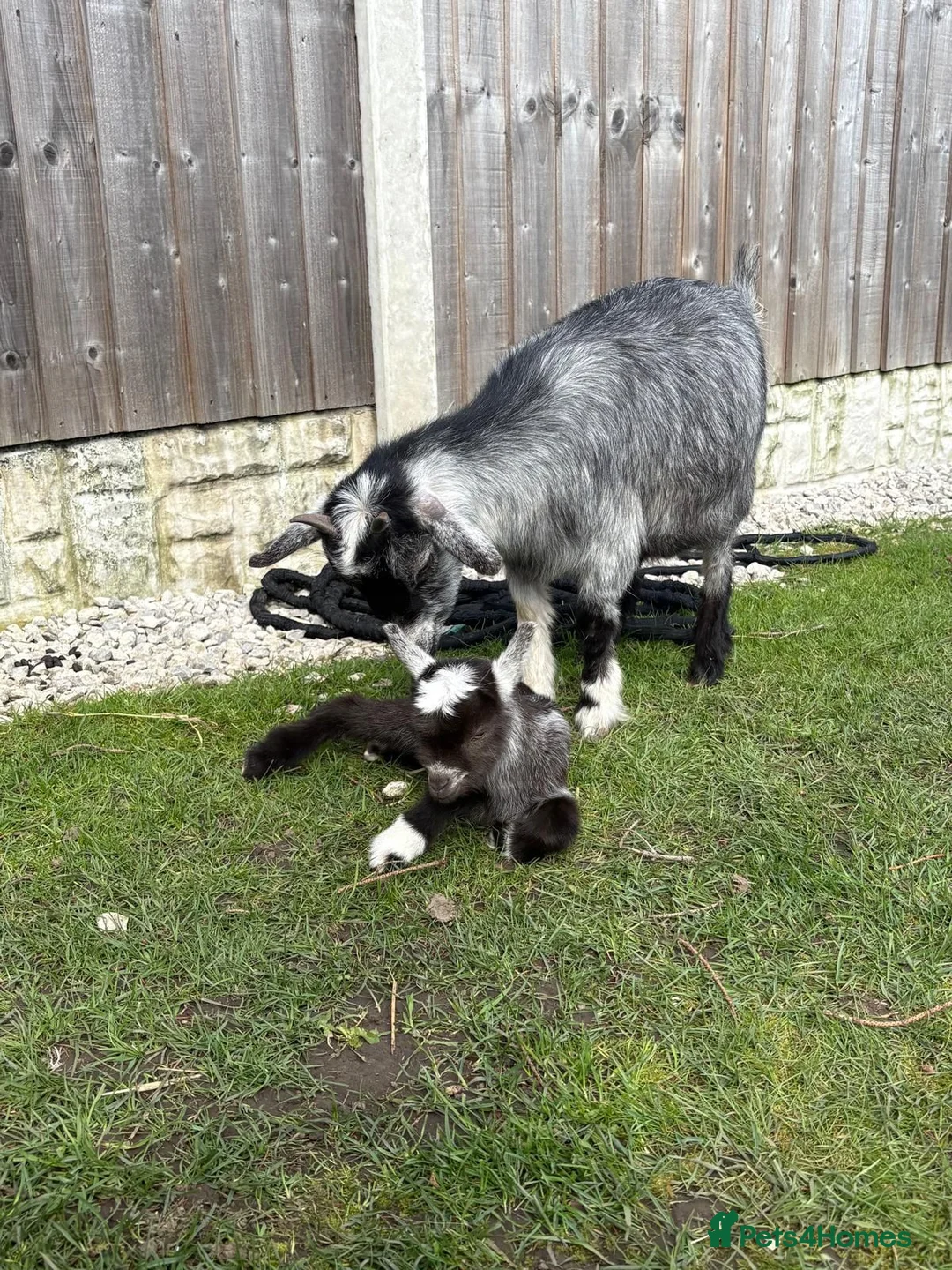 Goats livestock for sale: Baby Boy Pygmy Goat Castrated  - Advert 9