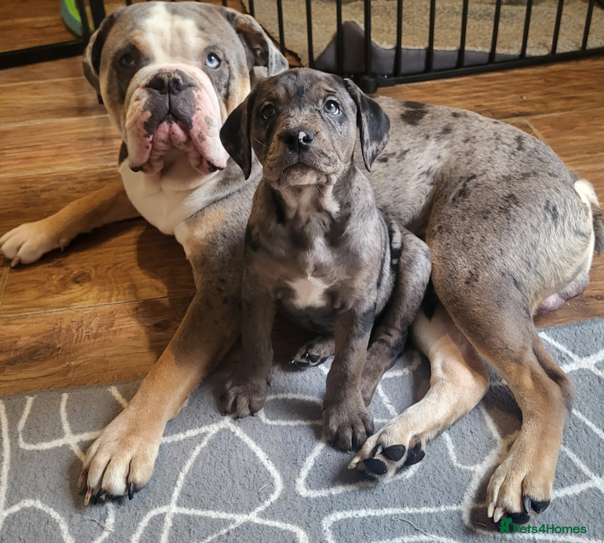 Mixed Breed dogs Last male Bullador pup  - Advert 1