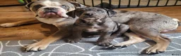 Mixed Breed dogs for sale: Last male Bullador pup  - Advert 1