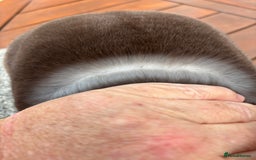 Rex rabbits for sale: Stunning Purebred Chocolate Otter Mini Rex - Image 8