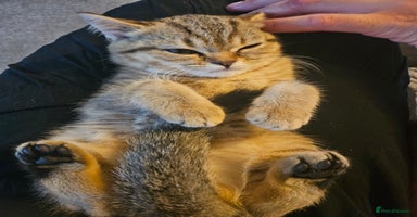 Scottish Fold cats - Advert 2