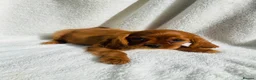 Cavalier King Charles Spaniel dogs for sale: Cavalier King Charles  - Advert 4