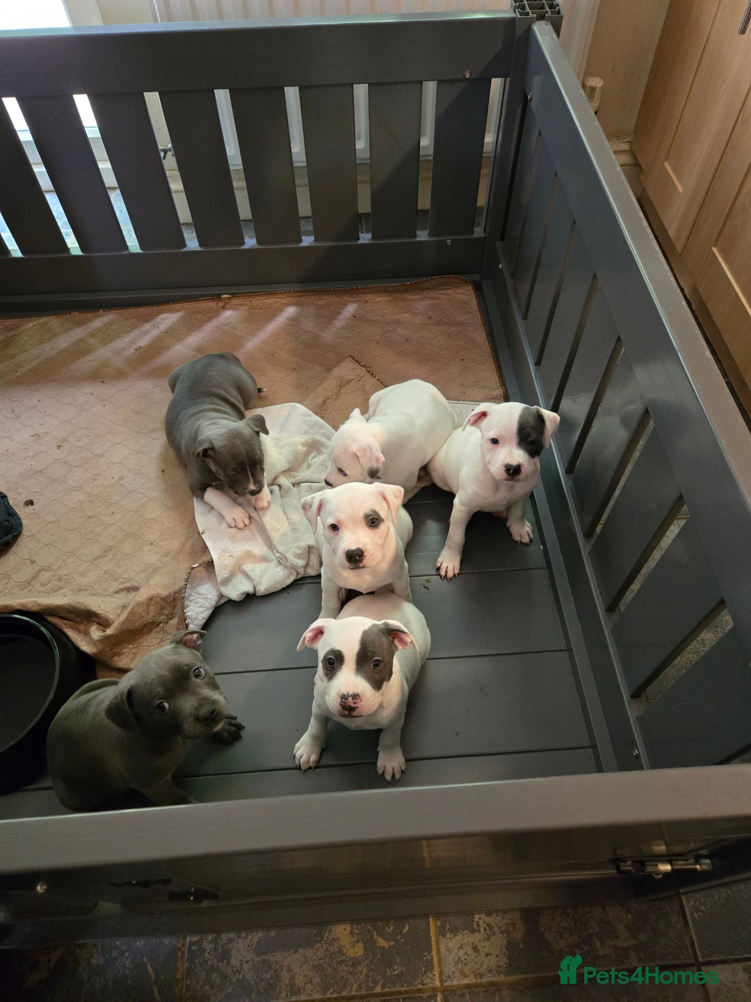 Staffordshire Bull Terrier dogs for sale: VERY RARE TOP QUALITY WHITE BLUE PIED STAFFORD BOY - Image 11