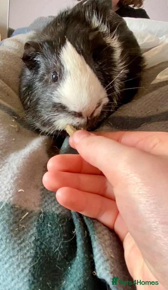Guinea Pig rodents 2 bonded male Guinea Pigs  - Advert 9