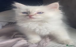 Ragdoll cats for sale: Adorable Ragdoll kittens - lilac sealpoint! 🐈 - Image 5