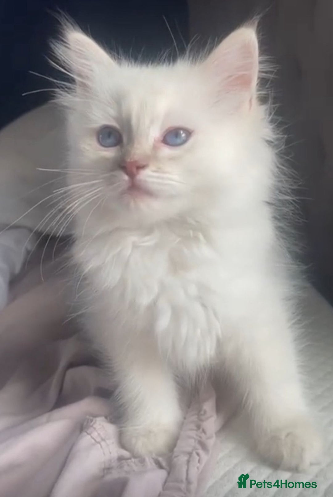 Ragdoll cats for sale: Adorable Ragdoll kittens - lilac sealpoint! 🐈 - Image 5