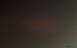 Mixed Breed cats for sale: Black female kitten for rehoming  - Image 4
