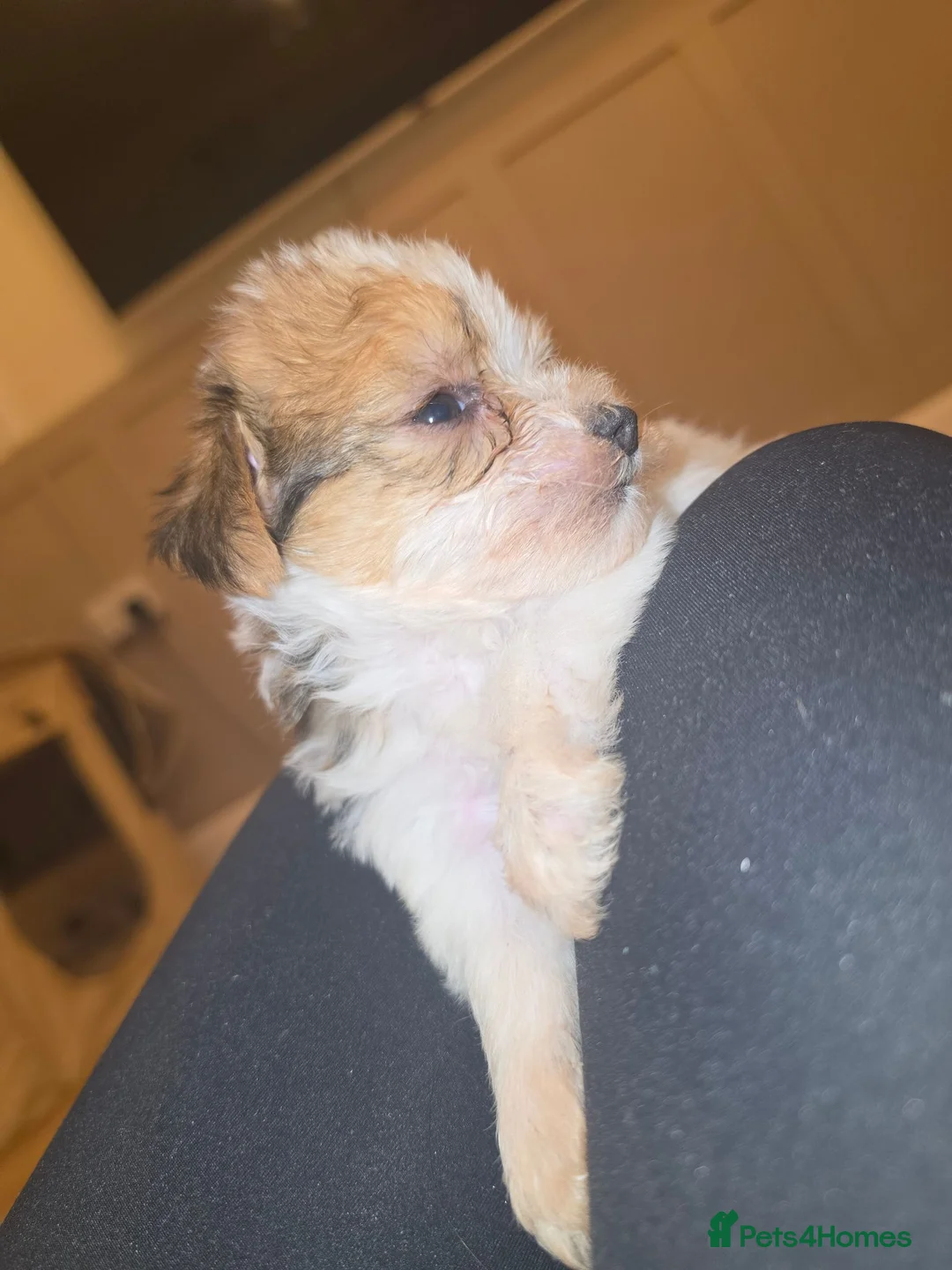 Chorkie dogs for sale:  **  Chorkie puppies in Towcester - Advert 2