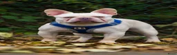 French Bulldog dogs for stud: Bankable bullies zeus in Edinburgh - Advert 2