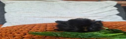 Guinea Pig rodents for sale: Baby guinea pigs - Advert 13