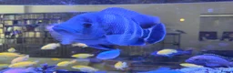 Cichlids fish for sale: Large Tilapia Cichlid - Advert 5
