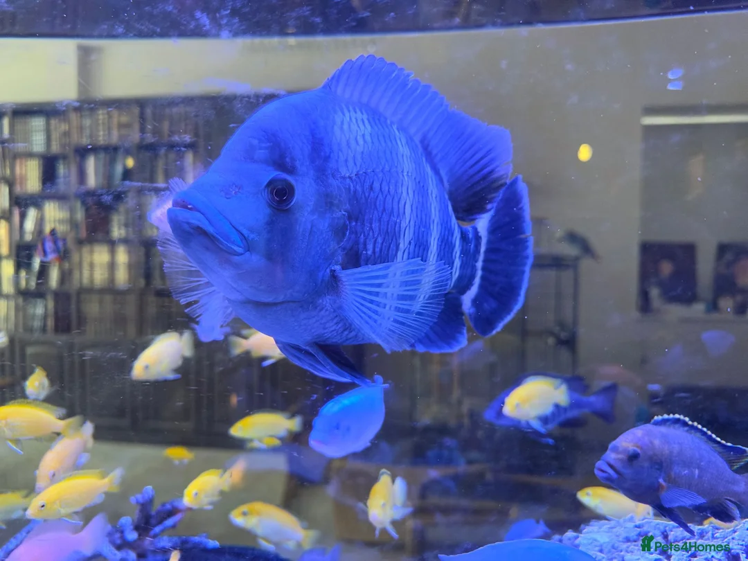 Cichlids fish for sale: Large Tilapia Cichlid - Advert 5