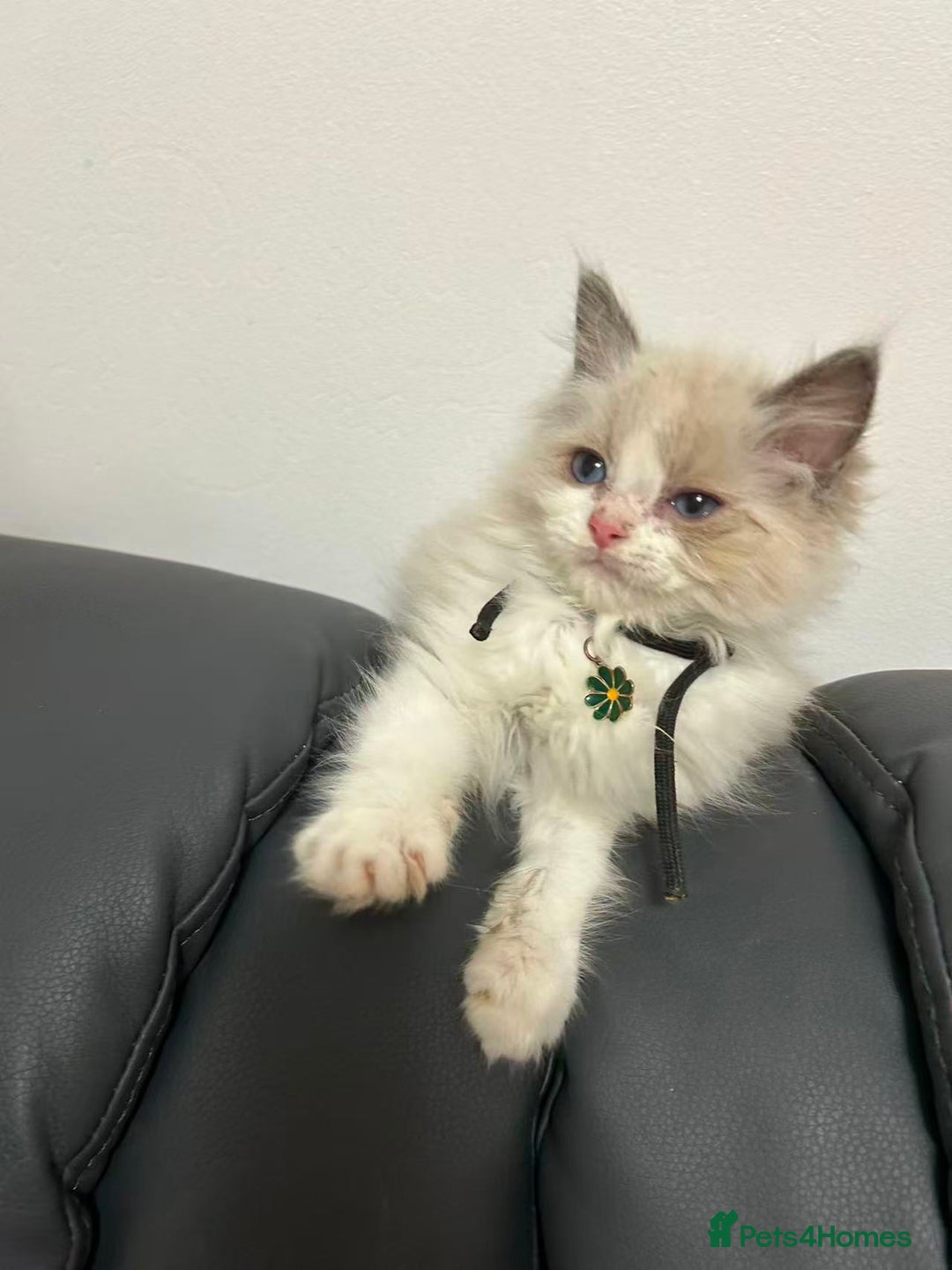 Ragdoll cats for sale: 8 Ragdoll cats for sale - Advert 5