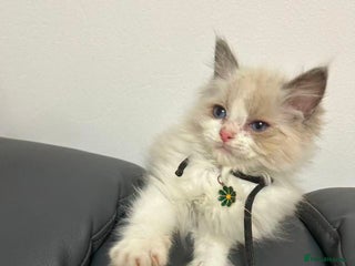 Ragdoll cats 8 Ragdoll cats for sale - Advert 1