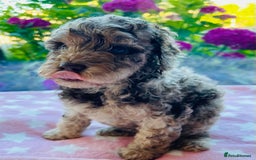 Cockapoo dogs for sale: Stunning fully DNA tested Cockapoo puppies - Image 9